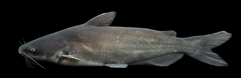 Large blue catfish showing its characteristic slate-blue coloring and straight anal fin
