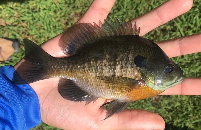 Colorful bluegill sunfish showing its distinctive dark ear flap and orange breast