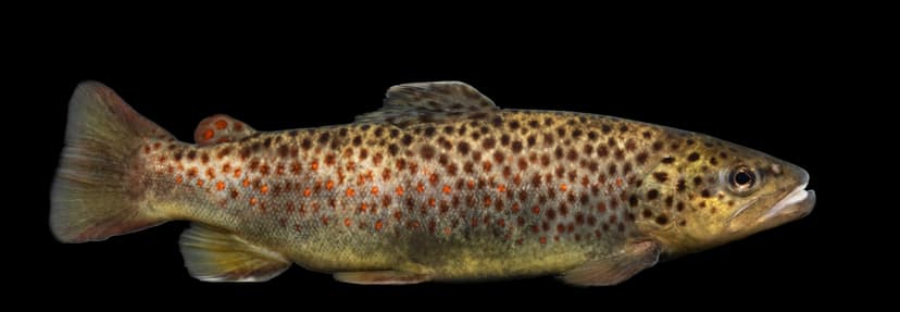 A brown trout with golden-brown coloring and distinctive red spots held above a clear stream