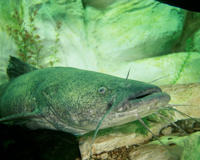 Flathead catfish showing its distinctive flattened head and mottled yellow-brown coloring