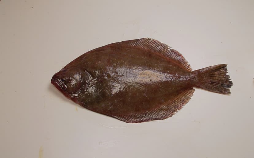 Flat-bodied flounder with camouflage coloring lying on sandy bottom