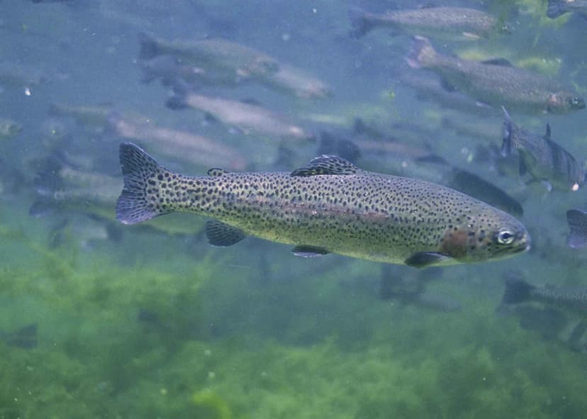 Rainbow trout showing its vibrant pink lateral stripe and spotted pattern in clear stream water
