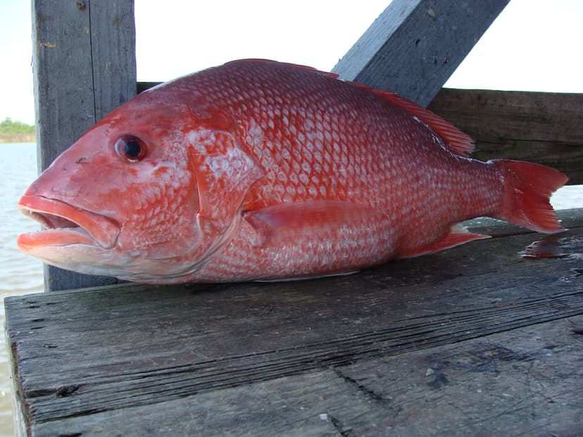 Bright red snapper with vivid pinkish-red coloring held over deep blue water