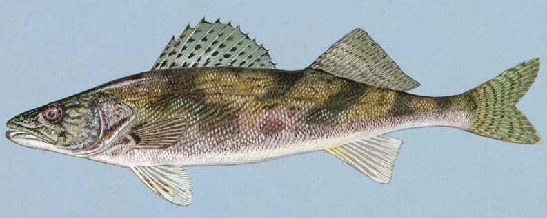 A sauger with dark saddle markings and spotted dorsal fin held by an angler on a river