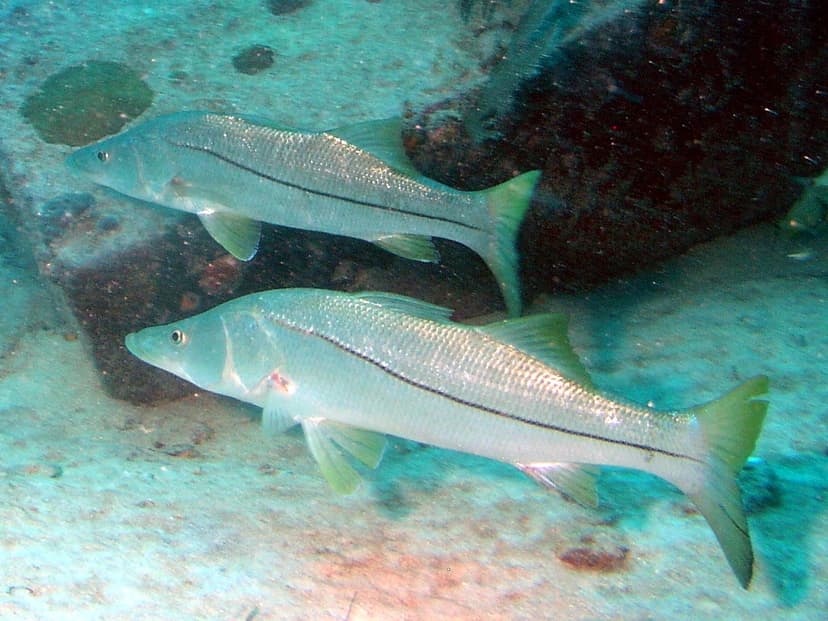 Silver snook with prominent black lateral line held near mangrove shoreline
