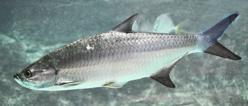 Large silver tarpon leaping out of the water with scales flashing in sunlight