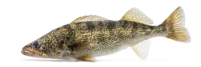 Walleye held at water level showing its distinctive reflective golden eyes and olive-green body