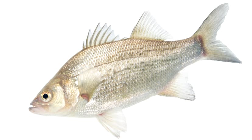 A silvery white bass with faint horizontal stripes held by an angler on a reservoir