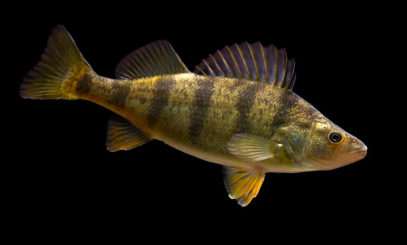 A golden yellow perch with dark vertical bars held by an angler on a lake